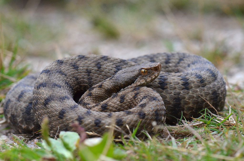 https://www.batraciens-reptiles.com/vipera.htm?utm_source=cevennes-inside&utm_medium=newsletter